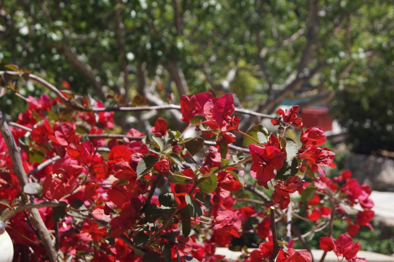 Les Jardins De Santa Giulia - Charmante D'hôte